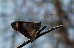Acraea turna