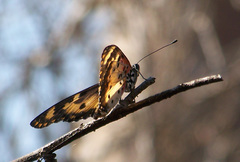 Acraea turna