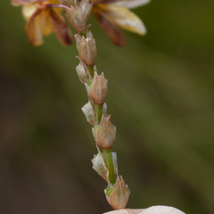 Ixia odorata