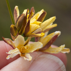 Ixia odorata