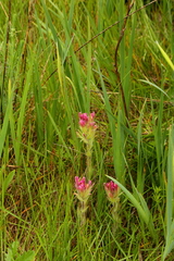 Castilleja cusickii