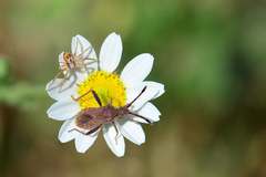 Coriomeris denticulatus