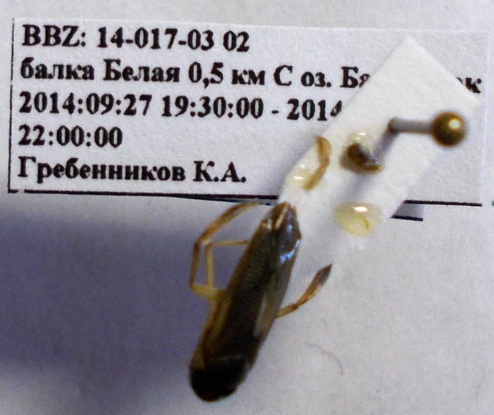 Sigara distincta