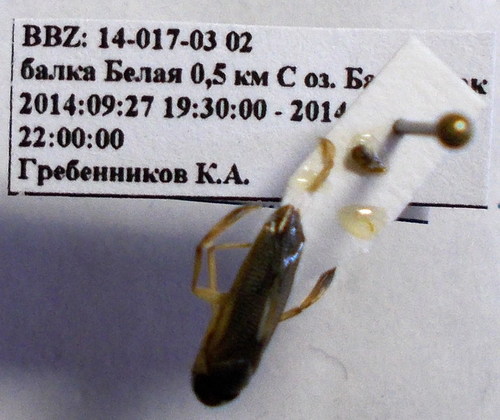 Sigara distincta