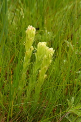 Castilleja cusickii