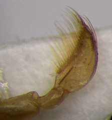 Sigara distincta