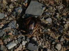 Ephippiger diurnus cunii