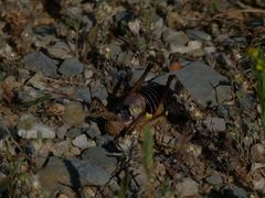 Ephippiger diurnus cunii