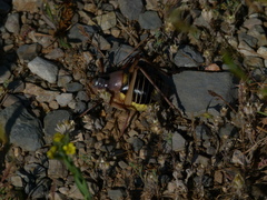 Ephippiger diurnus cunii