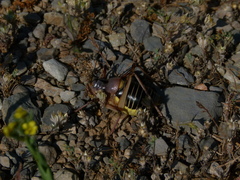 Ephippiger diurnus cunii