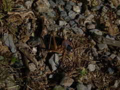 Ephippiger diurnus cunii