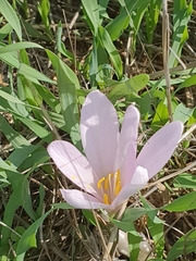Colchicum hierosolymitanum