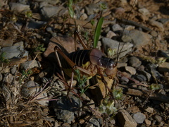 Ephippiger diurnus cunii