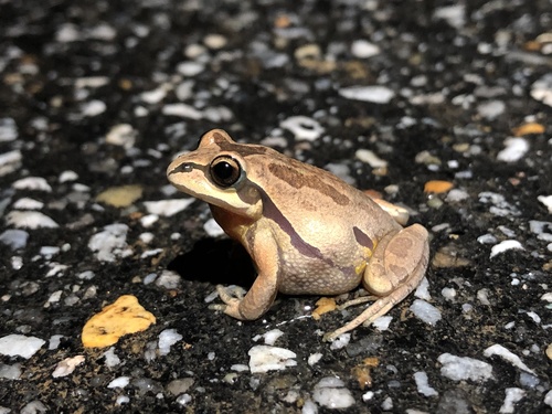 Ornate Chorus Frog photographed in Alabama