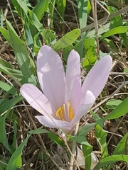 Colchicum hierosolymitanum