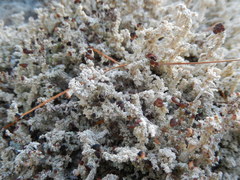 Stereocaulon paschale