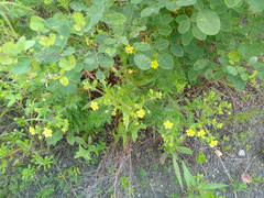 Potentilla chinensis