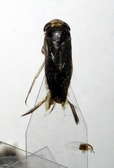 Sigara lateralis