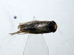 Sigara lateralis