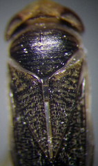Sigara lateralis