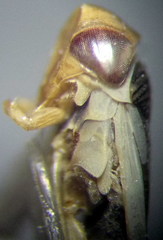 Sigara lateralis