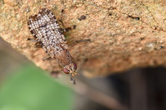 Euthycera chaerophylli