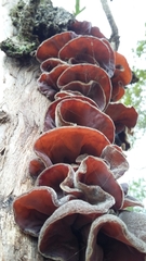 Auricularia