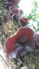 Auricularia