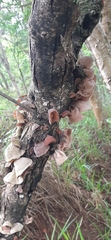 Auricularia