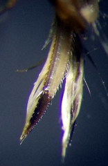 Sigara lateralis