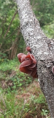 Auricularia