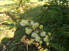 Mimosa malacophylla
