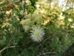 Mimosa malacophylla