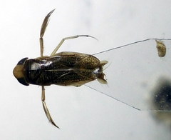 Sigara lateralis