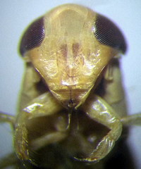 Sigara lateralis