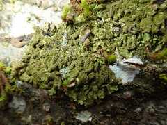 Melanelixia glabratula