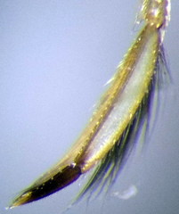Sigara lateralis