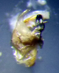 Sigara lateralis