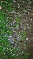 Homalopsis buccata