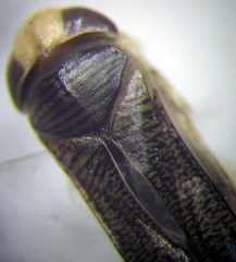 Sigara lateralis