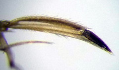 Sigara lateralis