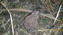 Ingerophrynus biporcatus