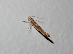 Pyroderces apparitella