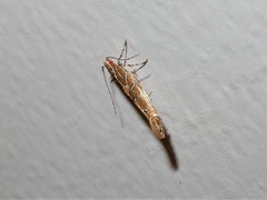 Pyroderces apparitella