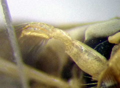 Sigara lateralis
