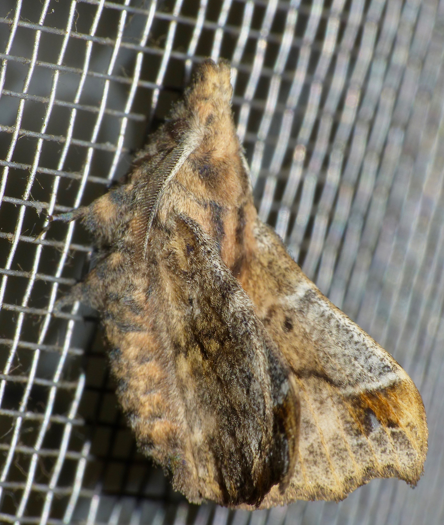 Odontopacha