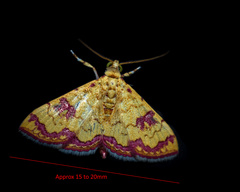 Isocentris filalis