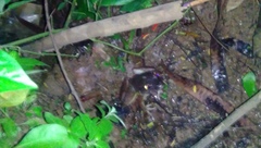 Limnonectes macrodon