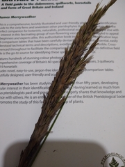 Sporobolus anglicus