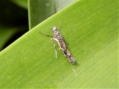 Conopomorpha cyanospila